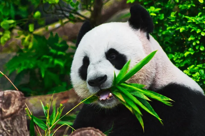Chengdu-Forschungsbasis für die Zucht von Riesenpandas